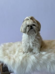 Click to view full screen Perfect Kibble photo review